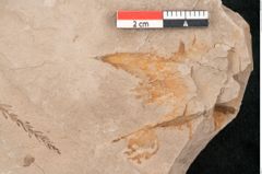 Foto (Detailansicht) von Taxodium distichum miocenicum Heer (NHMW-GEO-2024-0188-6414)